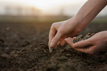 Obraz premium Hand sowing sunflower seed into prepared soil outdoors during planting season