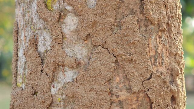 Termite nest on a tree trunk in rainforest