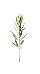 Obraz premium Elegant single vertical olive branch with silvery-green leaves and subtle shadow against a transparent background, ultra detailed sharp focus, conveying natural purity concept.