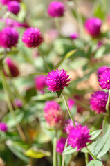 Amaranthaceae, Bachelors button or Globe Amaranthus or Gomphrena globosa L or fuchsia color flower