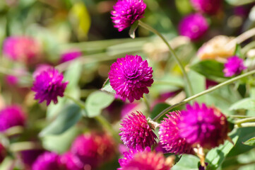 Fototapeta premium Amaranthaceae, Bachelors button or Globe Amaranthus or Gomphrena globosa L or fuchsia color flower