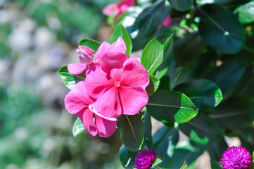 Obraz premium Catharanthus roseus G Don ,APOCYNACEAE or Madagascar periwinkle or Vinca or Old maid or pink flower