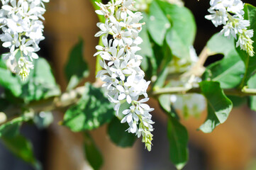 Petrea volubilis L, verbenaceae or White Petrea or white flower