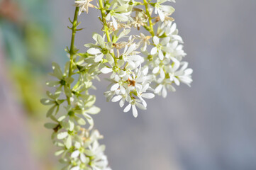 Petrea volubilis L, verbenaceae or White Petrea or white flower