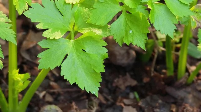 Fresh celery in the garden.	