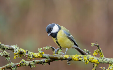 Beautiful Great Tit Parus major Perched On Mossy Branch in a Bright Spring Woodland Scene