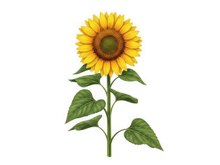 Fototapeta premium Vibrant sunflower blooming in full splendor