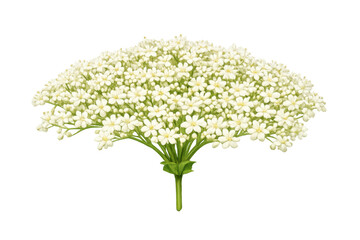 Elderberry flowers blooming, an authentic botanical illustration showcasing natural herbal beauty with transparent background