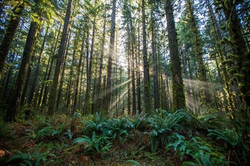 California, Oak Trees, North West, Pacific © Yuriko David