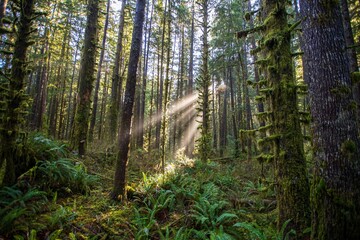California, Oak Trees, North West, Pacific © Yuriko David