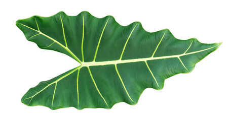 Alocasia sarian leaf bold tropical foliage or elephant