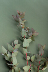 Fresh eucalyptus leaves on green background, top view. Eucalyptus branches.