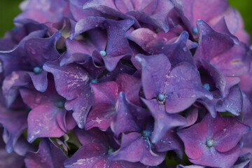 Close-up of beautiful hydrangea flowers in the garden that blooms in early summer.