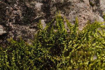 Green moss on the stones. Texture of mountain vegetation.
