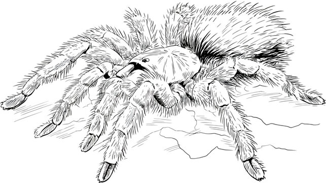 Detailed hand-drawn sketch of a hairy tarantula spider. Close-up black and white line art illustration of a creepy arachnid.