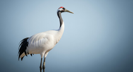 Obraz premium World Wildlife Day – Red-Crowned Crane Portrait with Copy Space