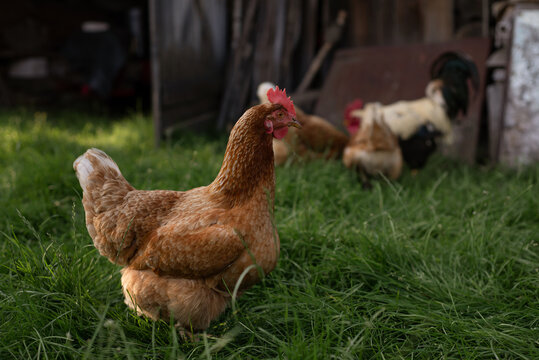 Free Range Hens Roaming in Lush Grass at Eco-Friendly Backyard Poultry Farm During Late Afternoon