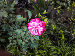 Fototapeta premium Beautiful pink rose blooming in the garden surrounded by lush green leaves