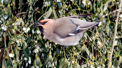 Fototapeta premium bird in the grass