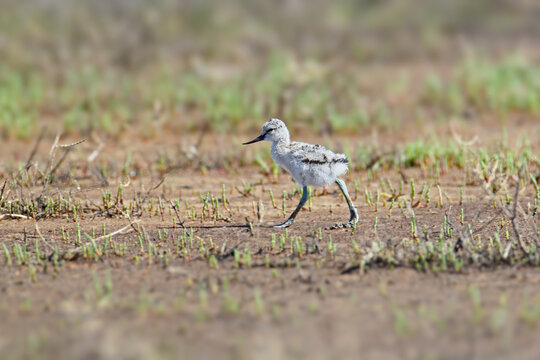 Adult pied avocet (Recurvirostra avosetta) and their chicks photographed close-up in their natural habitat