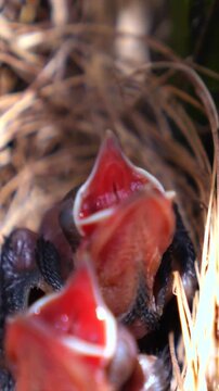 Two adorable, tiny newborn bird chicks with open red mouths sit in a straw nest, hungrily chirping and waiting for their parents to bring them food during the nesting season