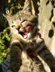 Obraz premium Kitten plays in sunlight and licks its tongue in a garden during afternoon hours
