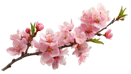 Obraz premium Delicate branch of blossoming pink flowers