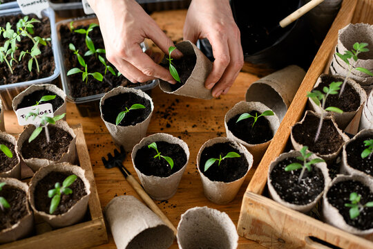 Hands arranging young vegetable seedlings in biodegradable peat cups on rustic table. Indoor gardening process with tomatoes and peppers