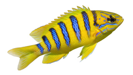 Isolated Golden Damsel Fish showing its bright yellow and blue colors, no background
