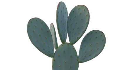 Isolated Prickly Pear Cactus, succulent with pads, growing plant outdoors with no people © Isolde