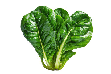 Close-up of fresh, vibrant green chard leaves