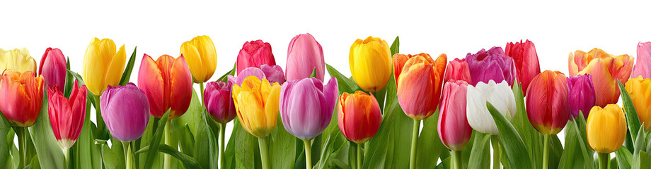 Obraz premium Vibrant tulips in a spectrum of colors (2)