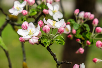 Fototapeta premium a blooming apple tree that can be used as a background