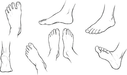 Human feet anatomy line art sketch collection showing multiple foot angles toes soles minimalist medical illustration isolated white background vector design reference © Creative Vector