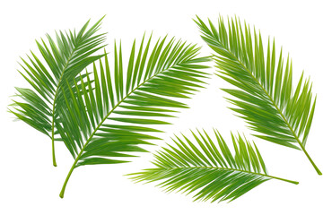 Obraz premium Four vibrant palm fronds, light green, fine-textured, radiating outward, against a black background