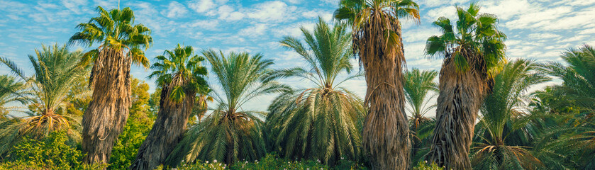 Tropical landscape with palm trees against blue sky