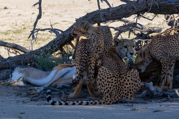 Cheetah mother and cubs resting on sandy ground in Kgalagadi with a kill © Chris