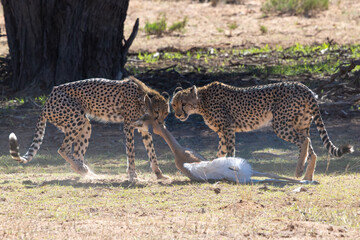 Cheetah mother with cubs in Kgalagadi savanna © Chris