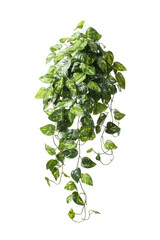 Dense, cascading plant with variegated leaves