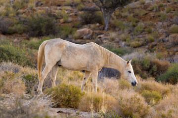 Obraz premium Wild horses grazing on open grassland in Namibian desert