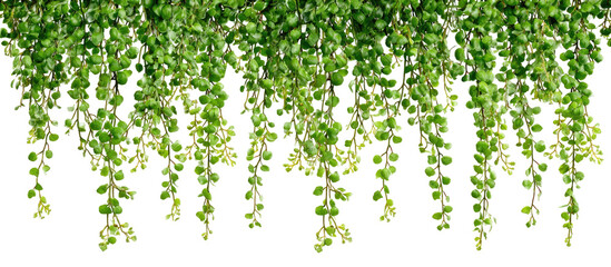 Hanging, cascading greenery