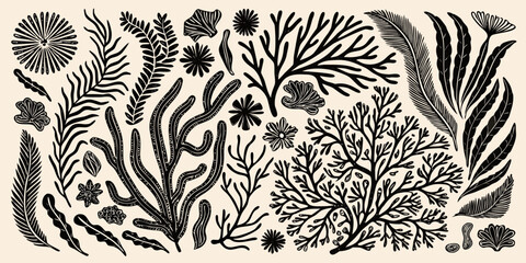 Vintage botanical illustration featuring diverse black and white seaweed and marine plants © Polash