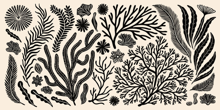 Vintage botanical illustration featuring diverse black and white seaweed and marine plants