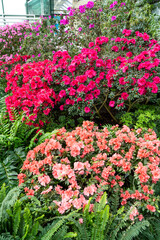 Azalea bud flower. Rhododendron plant in garden. Floral background. Houseplants