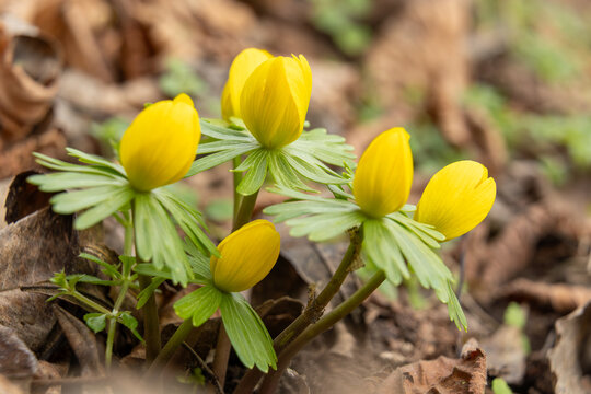 close up of winter aconite buds in early spring