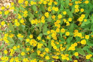 Vibrant yellow butter daisy flowers blooming in a lush green garden. High angle view of natural floral background with bright summer colors and dense foliage. Beautiful botanical outdoor scenery.