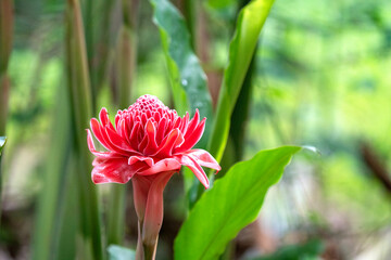 Vibrant pink torch ginger flower blooming in a lush tropical garden. Beautiful exotic flora with bright green leaves and a soft bokeh background. High-quality close-up nature photography.