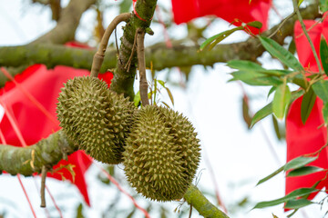 Two fresh durian fruits with spiky skin hanging from a tree branch in a garden. Tropical king of fruits growing on a farm with red banners in the background. Close up shot of exotic produce.