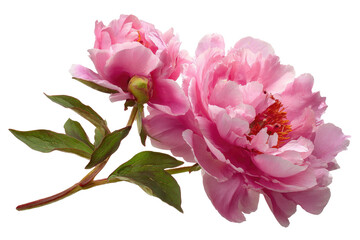 Two delicate pink peonies with green leaves