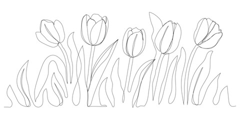 One Line Tulips Continuous Line Floral Illustration